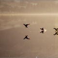 Ducks landing on Loch Earn